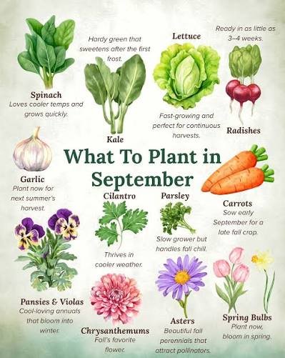 what vegetables to plant in September