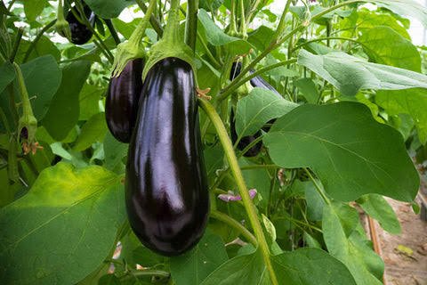what vegetables to plant in September