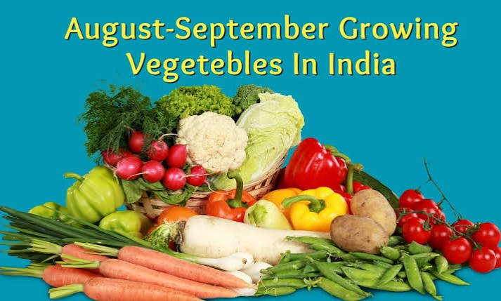 what vegetables to plant in August in India