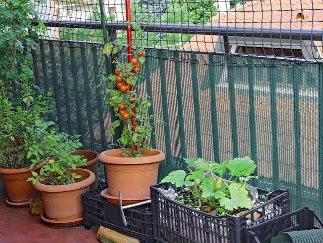 easiest vegetables to grow in balcony India