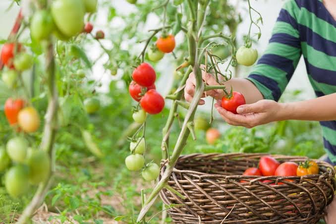easiest vegetables to grow in balcony India