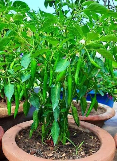 how to grow chillies in pots at home in India