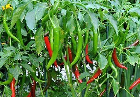 how to grow chillies in pots at home in India