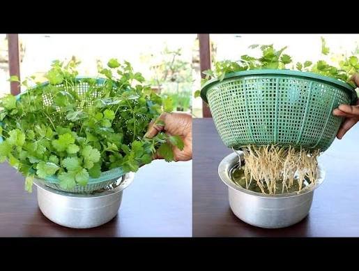 how to grow coriander in pots in India