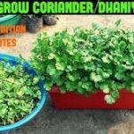 how to grow coriander in pots in India