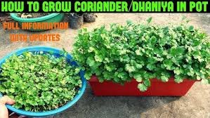 how to grow coriander in pots in India