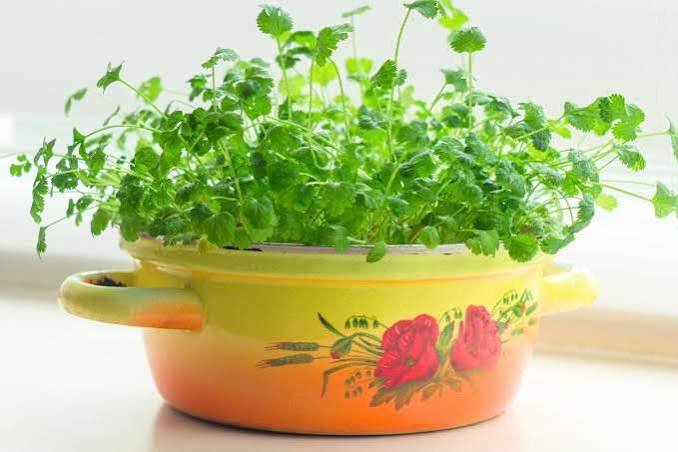 how to grow coriander in pots in India
