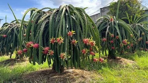 best climate for growing dragon fruit in India