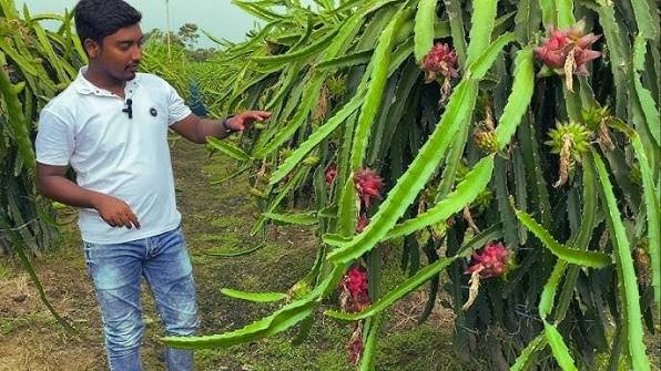 best climate for growing dragon fruit in India