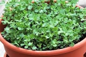 How to Grow Methi in Pots at Home 
