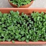 How to Grow Methi in Pots at Home