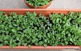 How to Grow Methi in Pots at Home