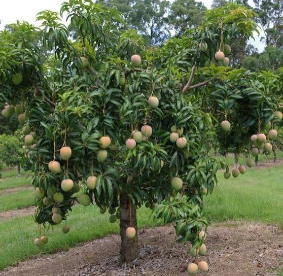 Alphonso mango cultivation profit per acre