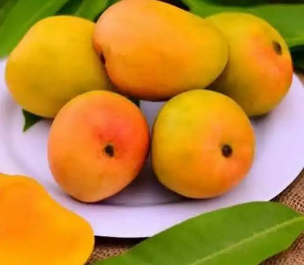 Alphonso mango cultivation profit per acre