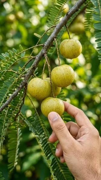 native Indian fruits list Amla