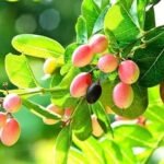 native Indian fruits list karonda