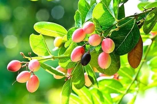 native Indian fruits list karonda