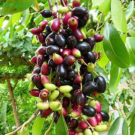 native Indian fruits list Jamun
