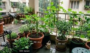 what to plant in November in India