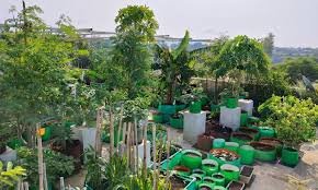 what to plant in November in India