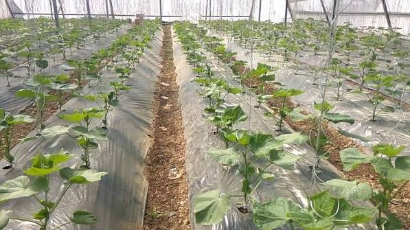 polyhouse vegetable farming guide India