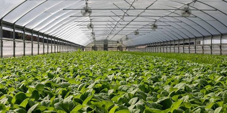 polyhouse vegetable farming guide India