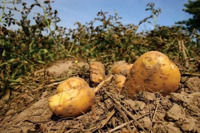 history of potato in Indian cuisine