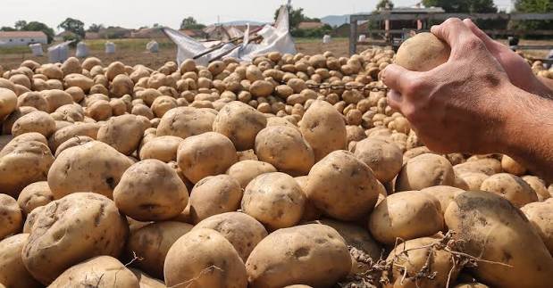 history of potato in Indian cuisine