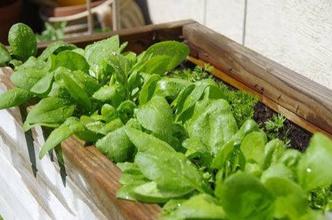 best winter vegetables to grow in North India