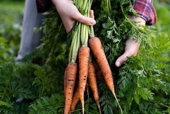 best winter vegetables to grow in North India