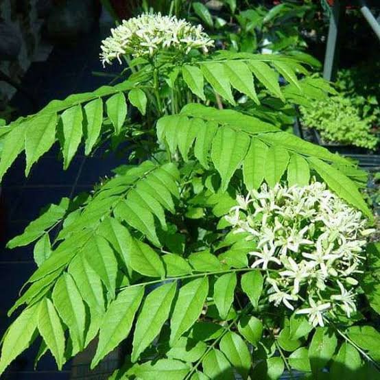 how to grow curry leaf plant from cuttings in India