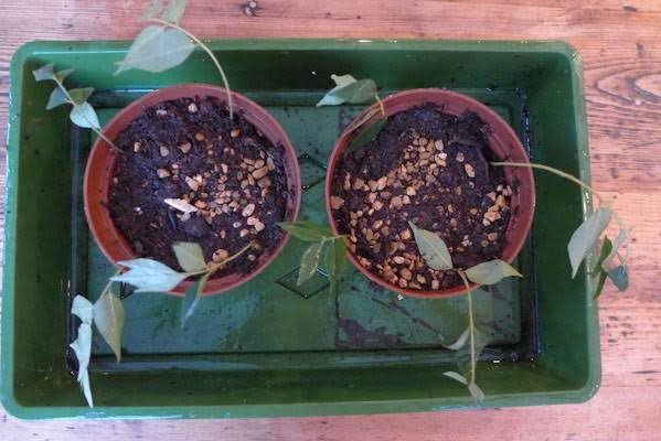 how to grow curry leaf plant from cuttings in India
