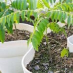 how to grow curry leaf plant from cuttings in India