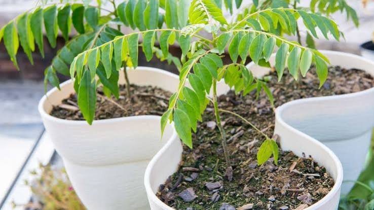 how to grow curry leaf plant from cuttings in India