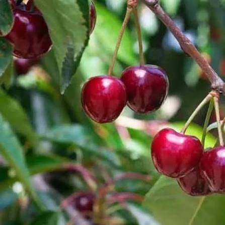 best fruit trees for terrace garden India