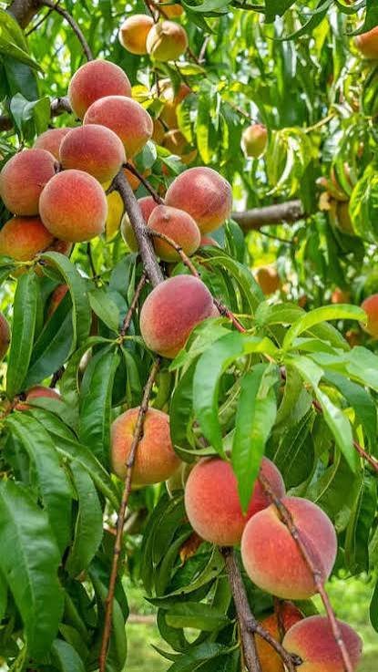 best fruit trees for terrace garden India