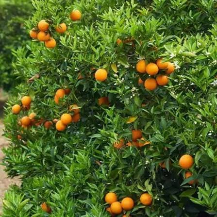 best fruit trees for terrace garden India