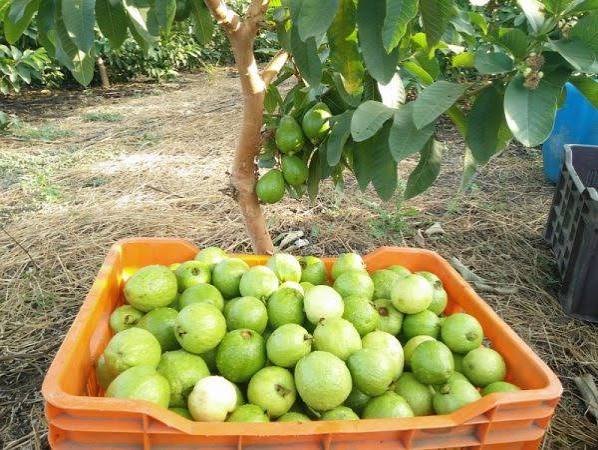 high density guava farming in India