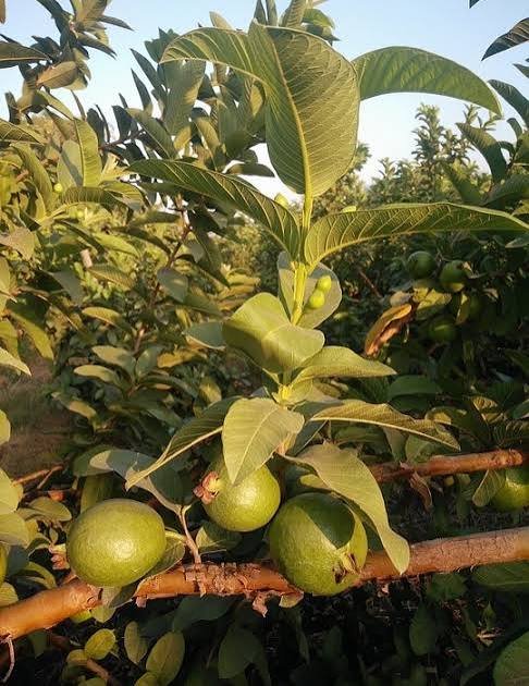 high density guava farming in India