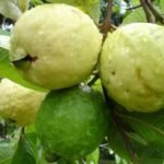 high density guava farming in India