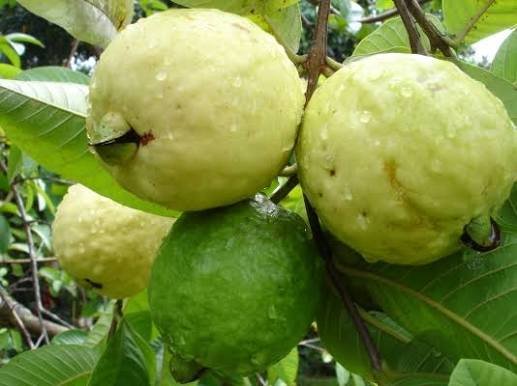 high density guava farming in India