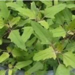 how to grow bathua in pots in india