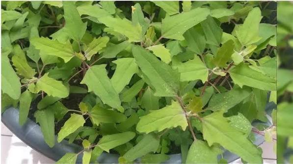 how to grow bathua in pots in india