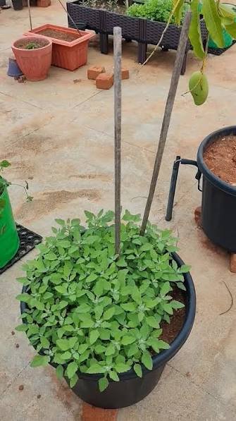 how to grow bathua in pots in india