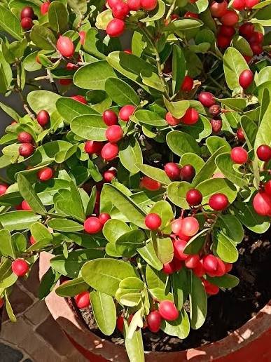 how to grow karonda in pots in India