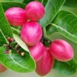how to grow karonda in pots in India