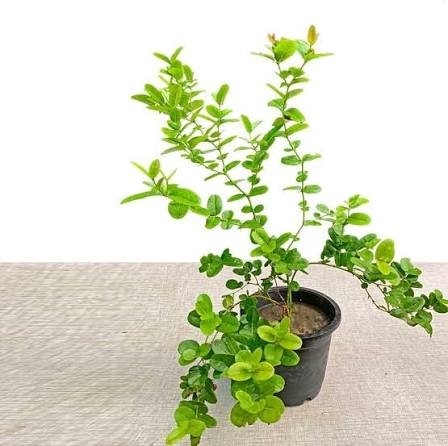 how to grow karonda in pots in India