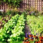 kitchen garden calendar Kolkata