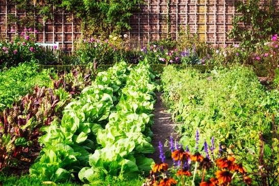 kitchen garden calendar Kolkata