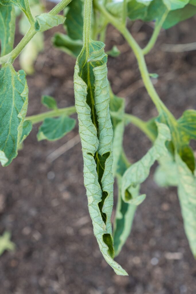 tomato leaf curl treatment India